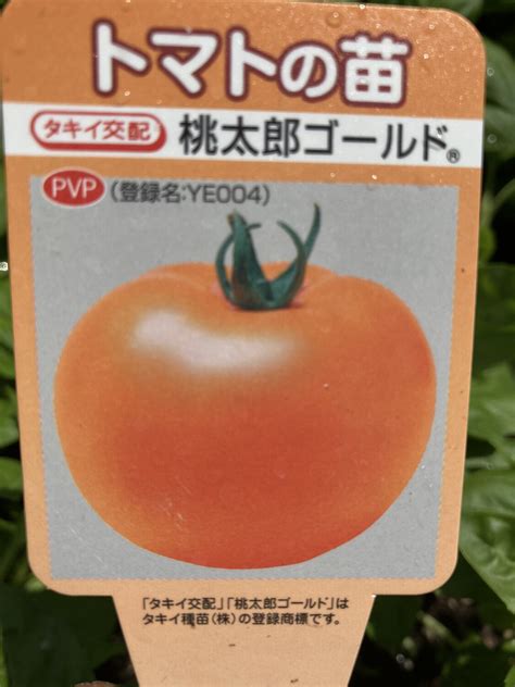 momotaro tomato plants for sale